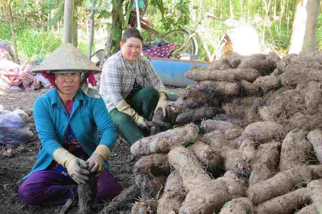 Người có bệnh xương khớp nên sử dụng loại khoai này