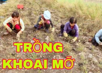 Cách trồng khoai mỡ