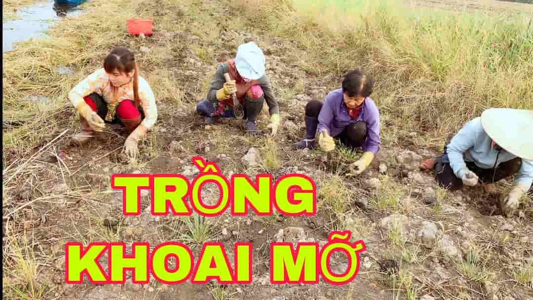 Cách trồng khoai mỡ