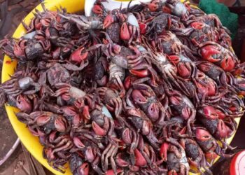 Hướng dẫn làm món Som Tam truyền thống